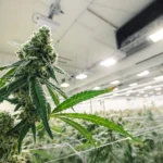 Choosing The Fire Garden's Picks: Your Ideal Dispensary in Port Hueneme