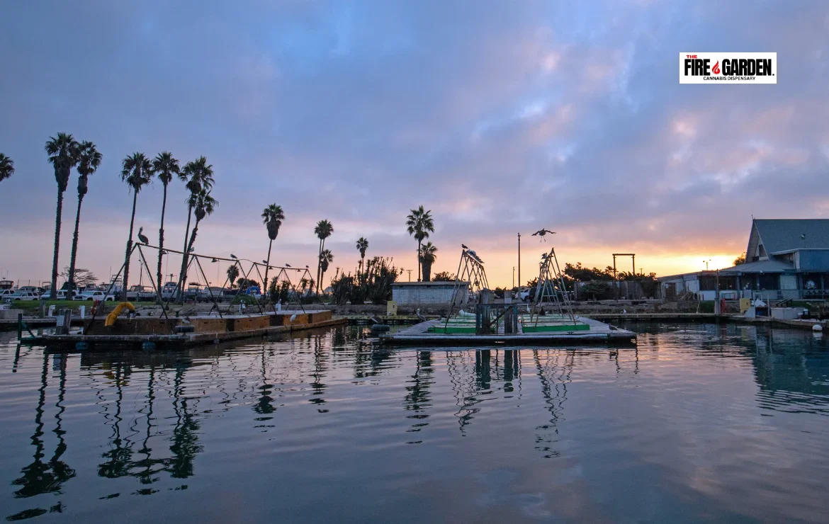 Dispensary Port Hueneme Spotlight on Our Commitment to Quality