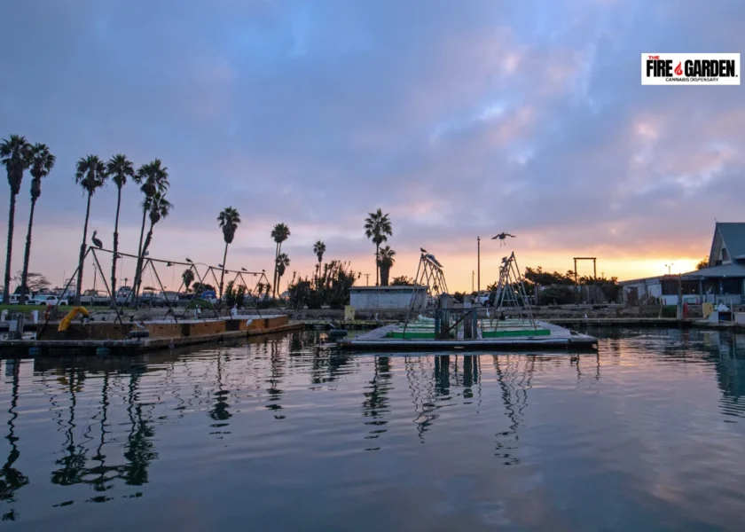 Dispensary Port Hueneme Spotlight on Our Commitment to Quality