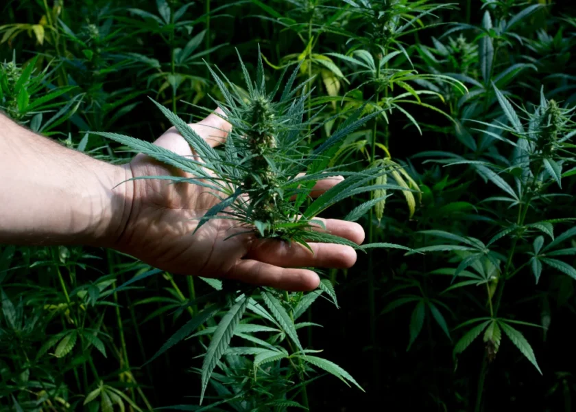 How We Grow Our Premium Organic Cannabis